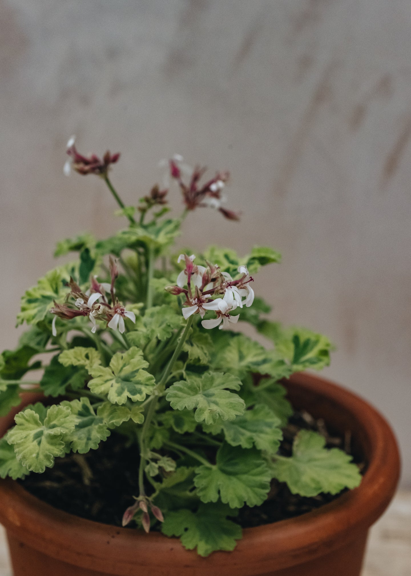 Pelargonium Variegated Fragrans in Terracotta Pot