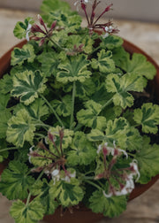 Pelargonium Variegated Fragrans in Terracotta Pot