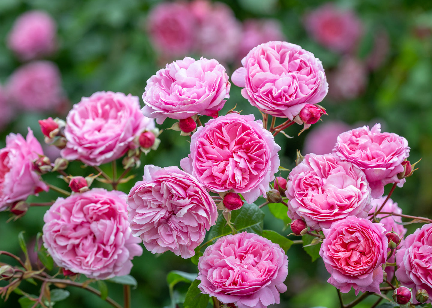 Viburnum David Austin Rosa Penelope Lively®