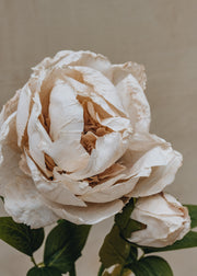 Maggie: Timeless Flowers Artificial Single Peony in White