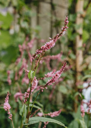 Persicaria Pink Elephant 2L