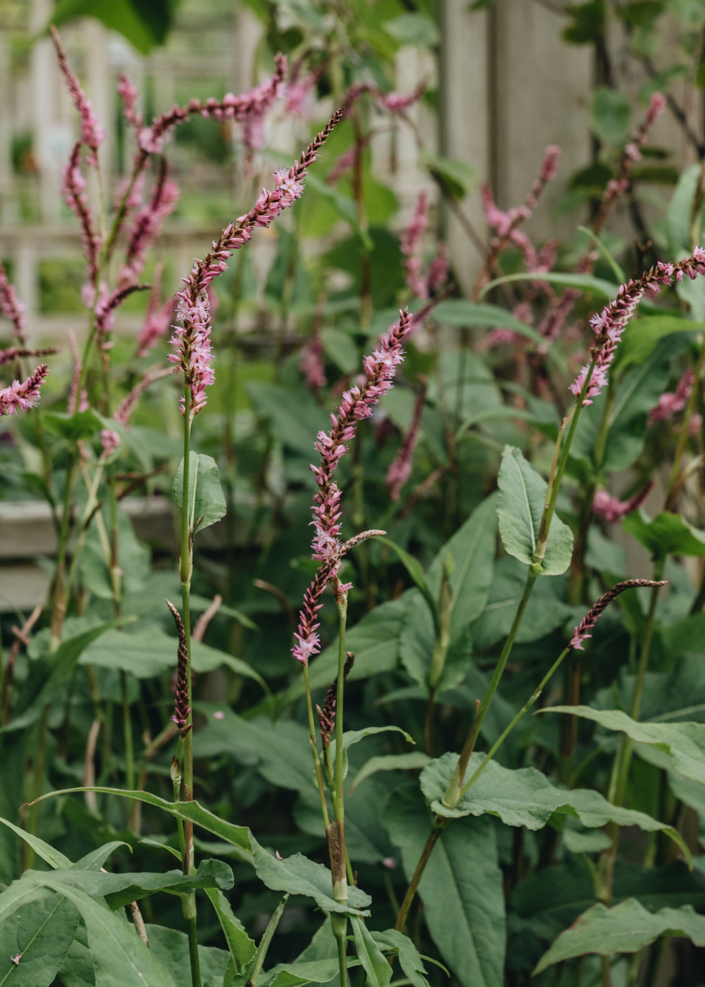 Persicaria Pink Elephant 2L