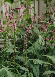 Persicaria Pink Elephant 2L