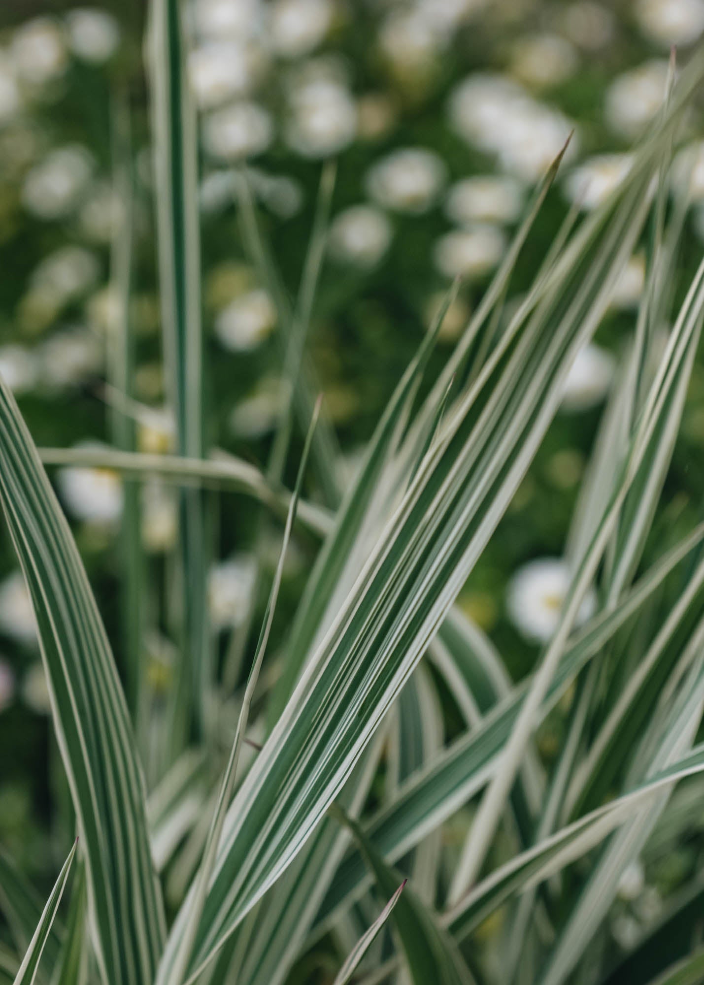 Phalaris arundinacea picta