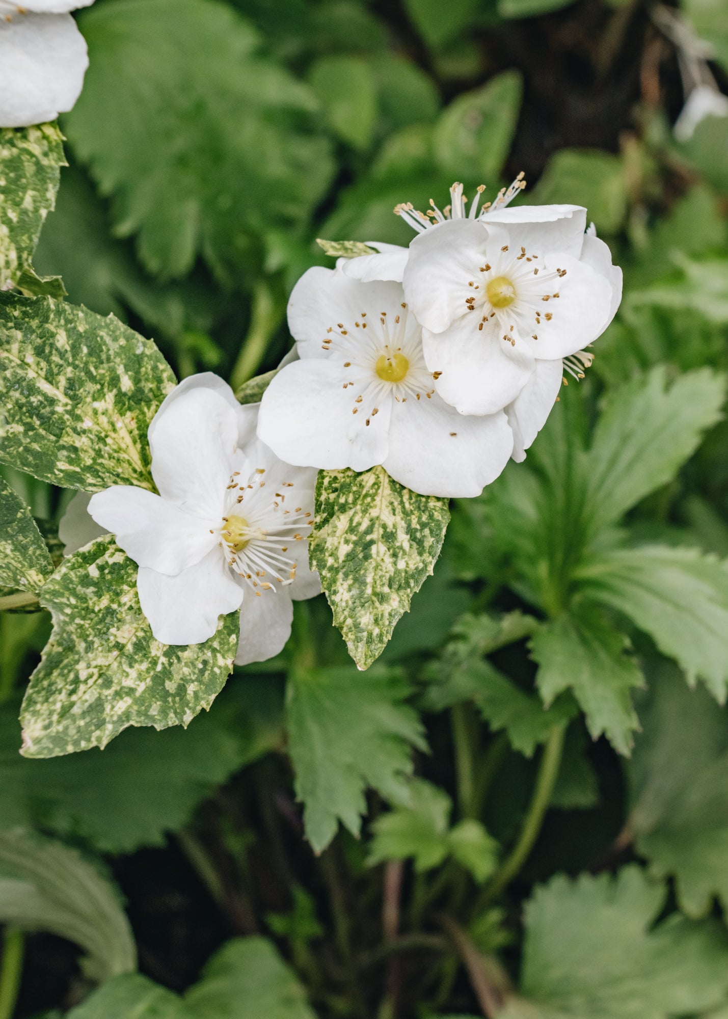 Philadelphus Innocence