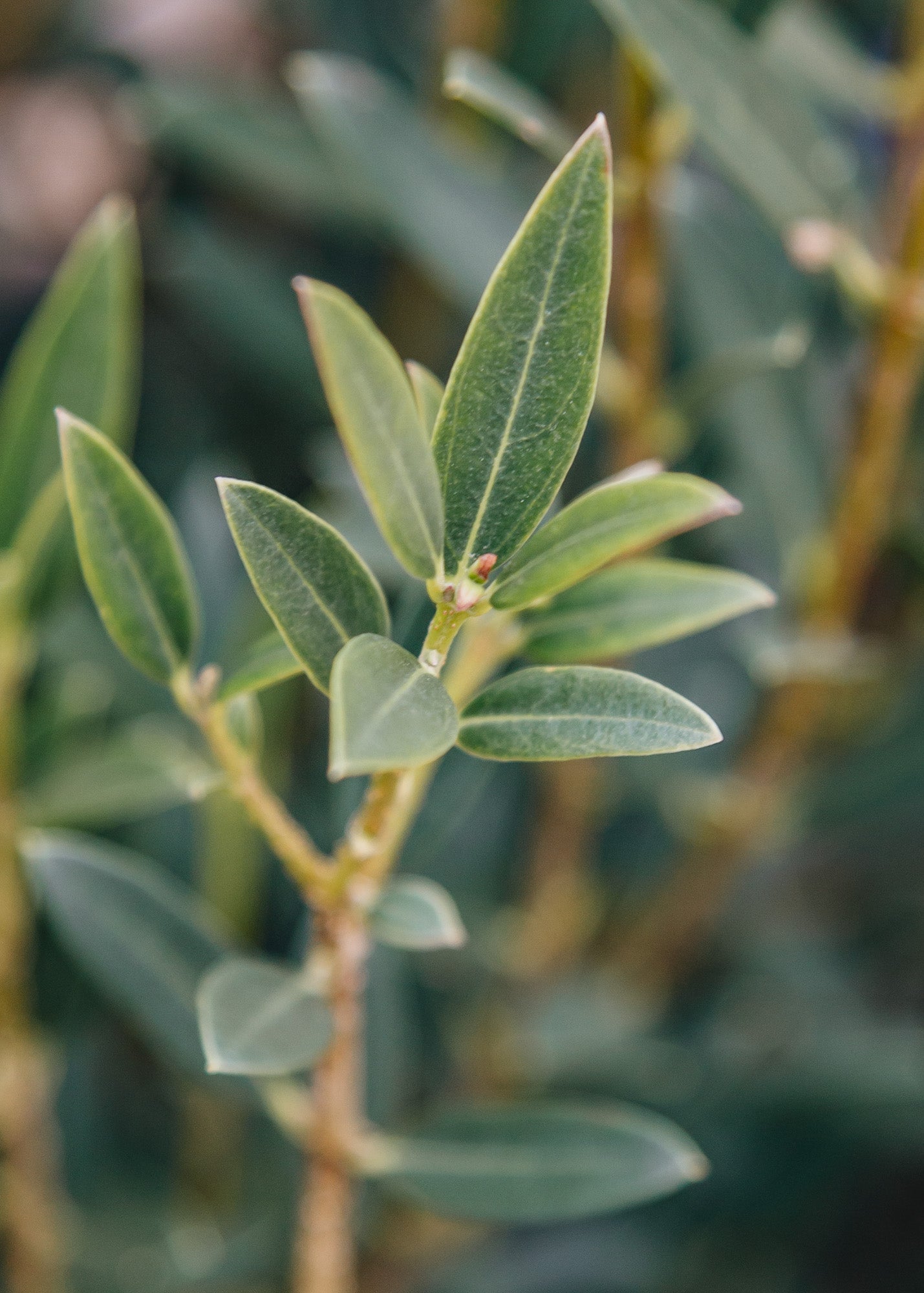 Phillyrea Phillyrea Angustifolia Green Line, 10L 