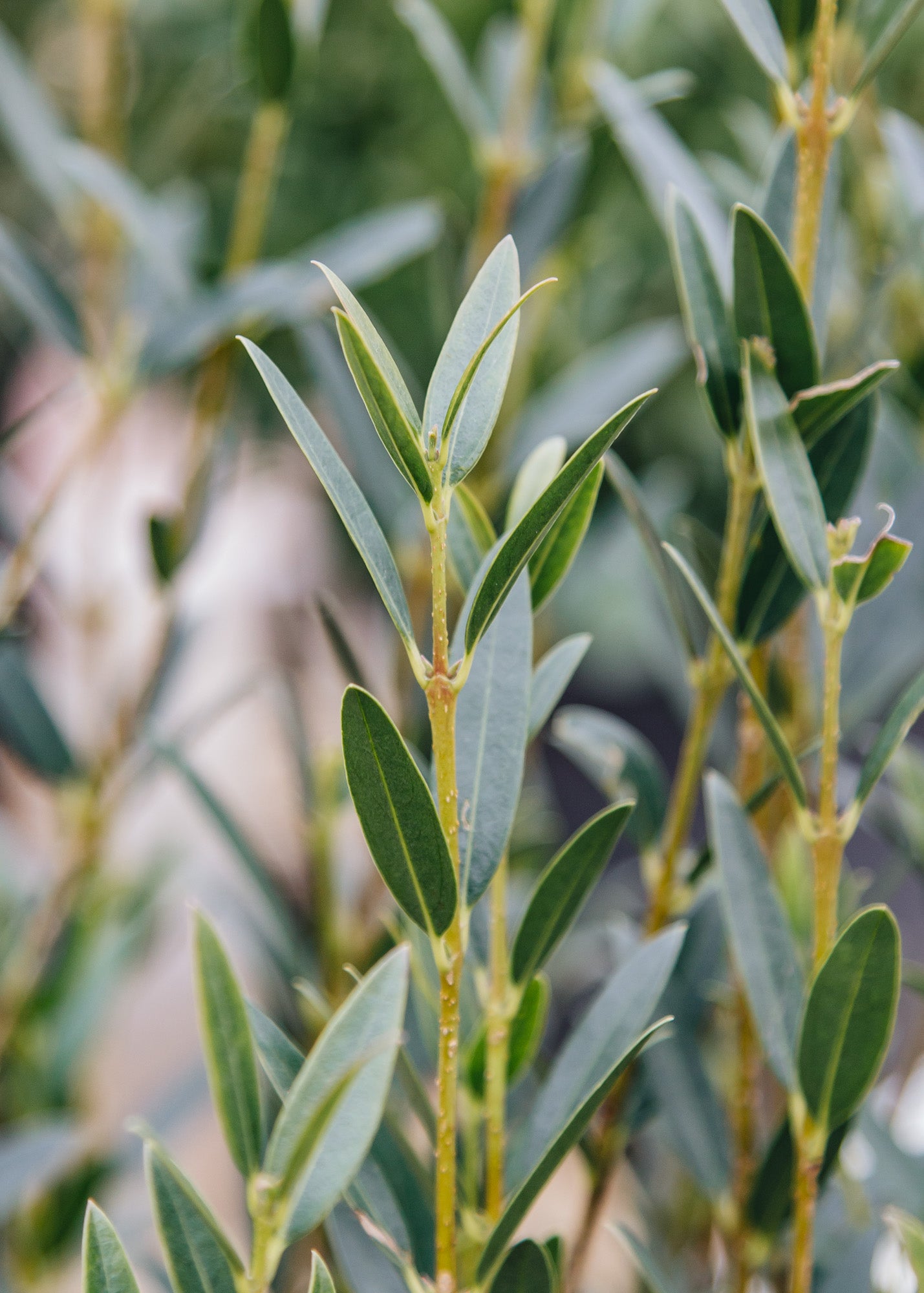 Eucalyptus Phillyrea Angustifolia Green Line, 10L 