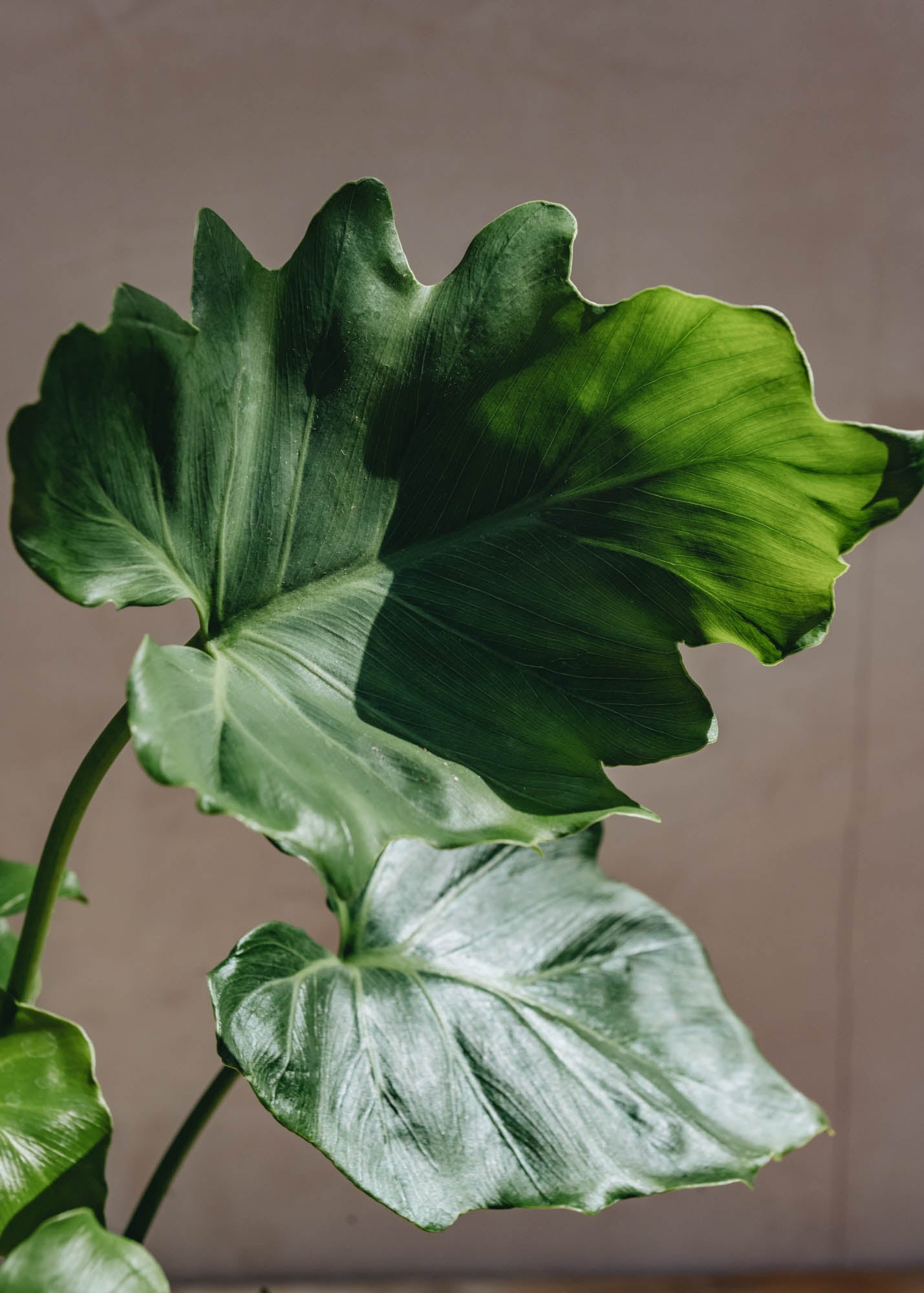 Houseplants Philodendron Shangri La