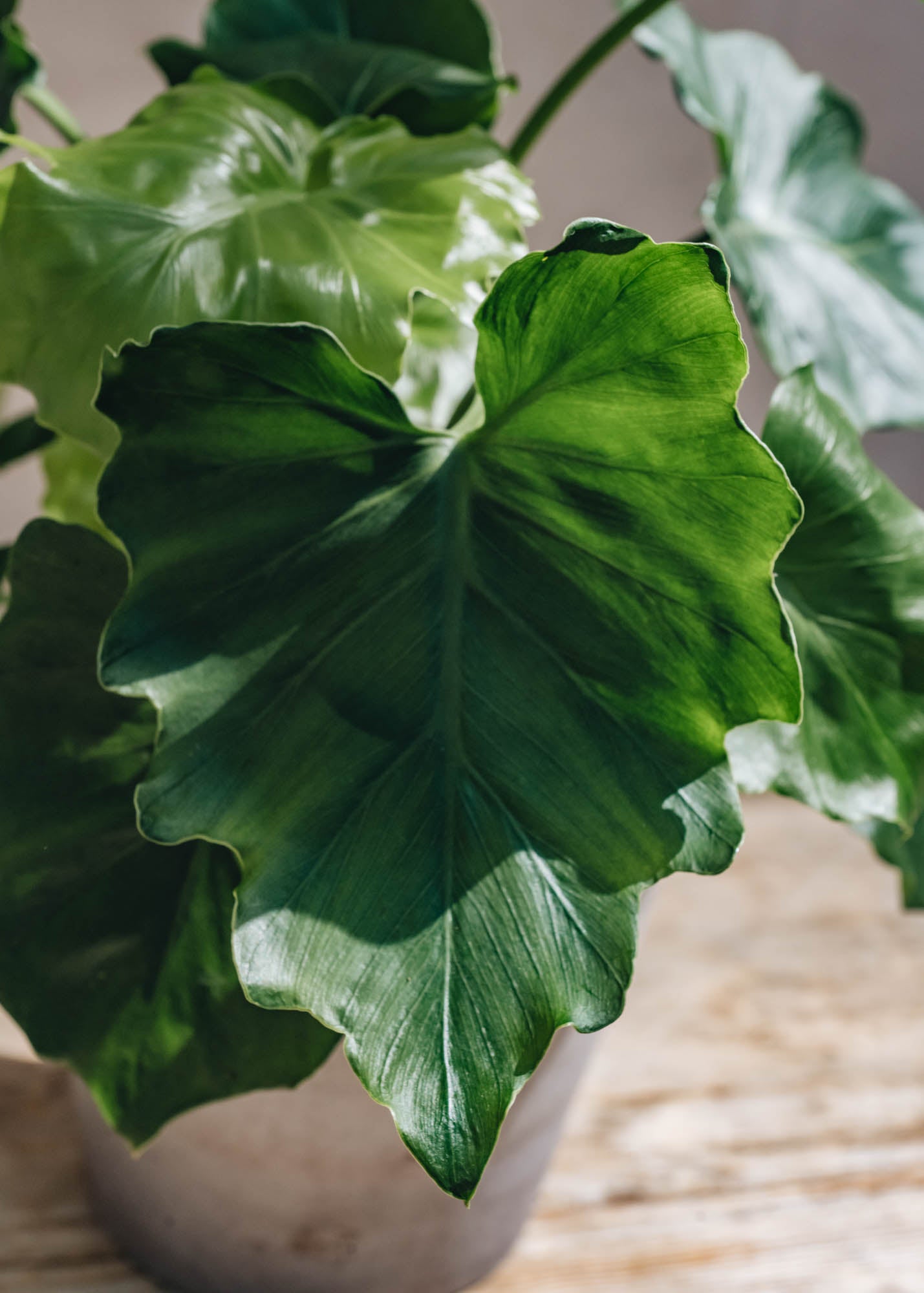 Houseplants Philodendron Shangri La