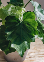 Philodendron Shangri La