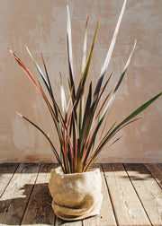 Phormium Phormium Sundowner, 2L