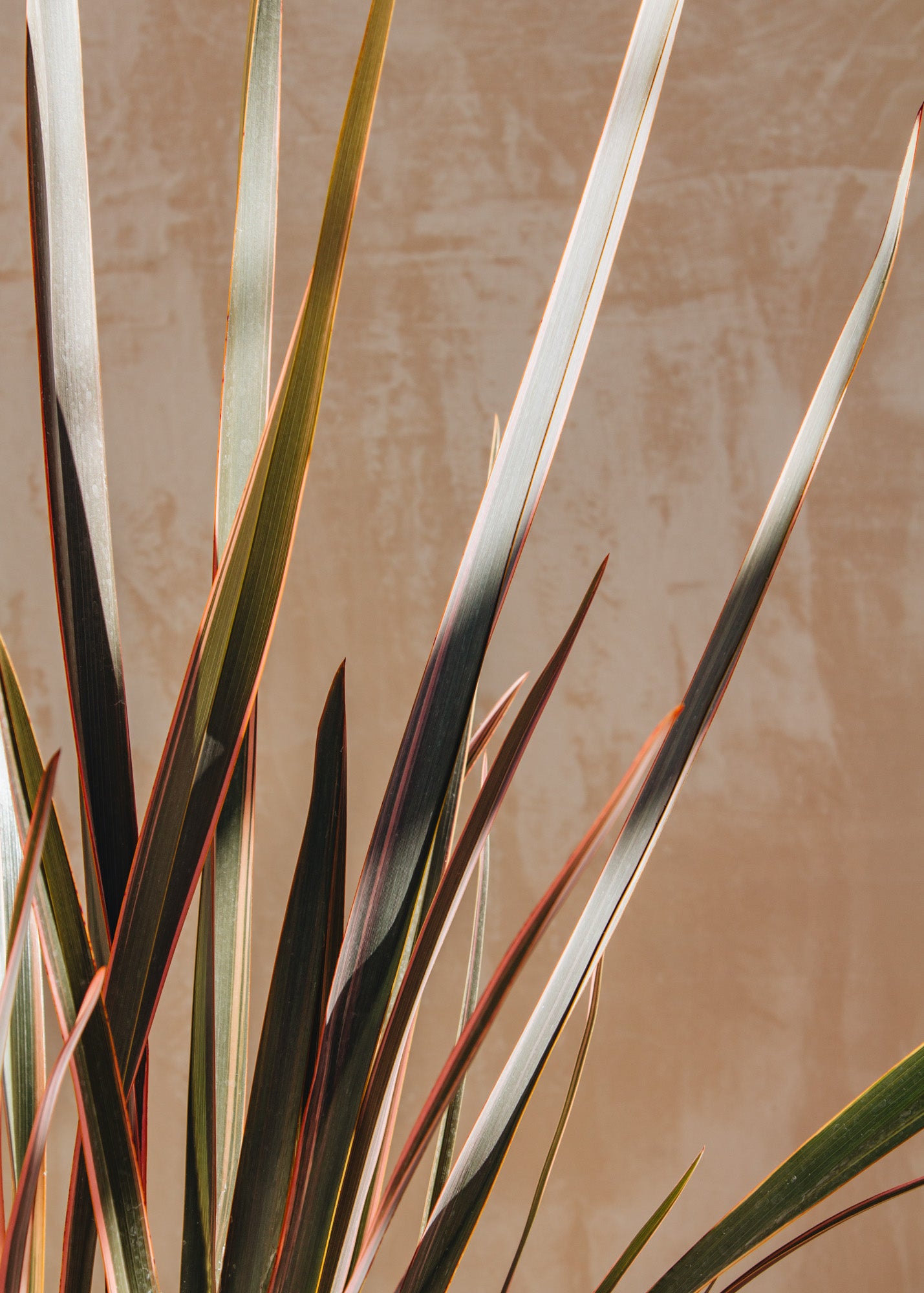 Phormium Phormium Sundowner, 2L