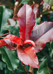 Photinia Photinia x fraseri Magical Volcano, 3L