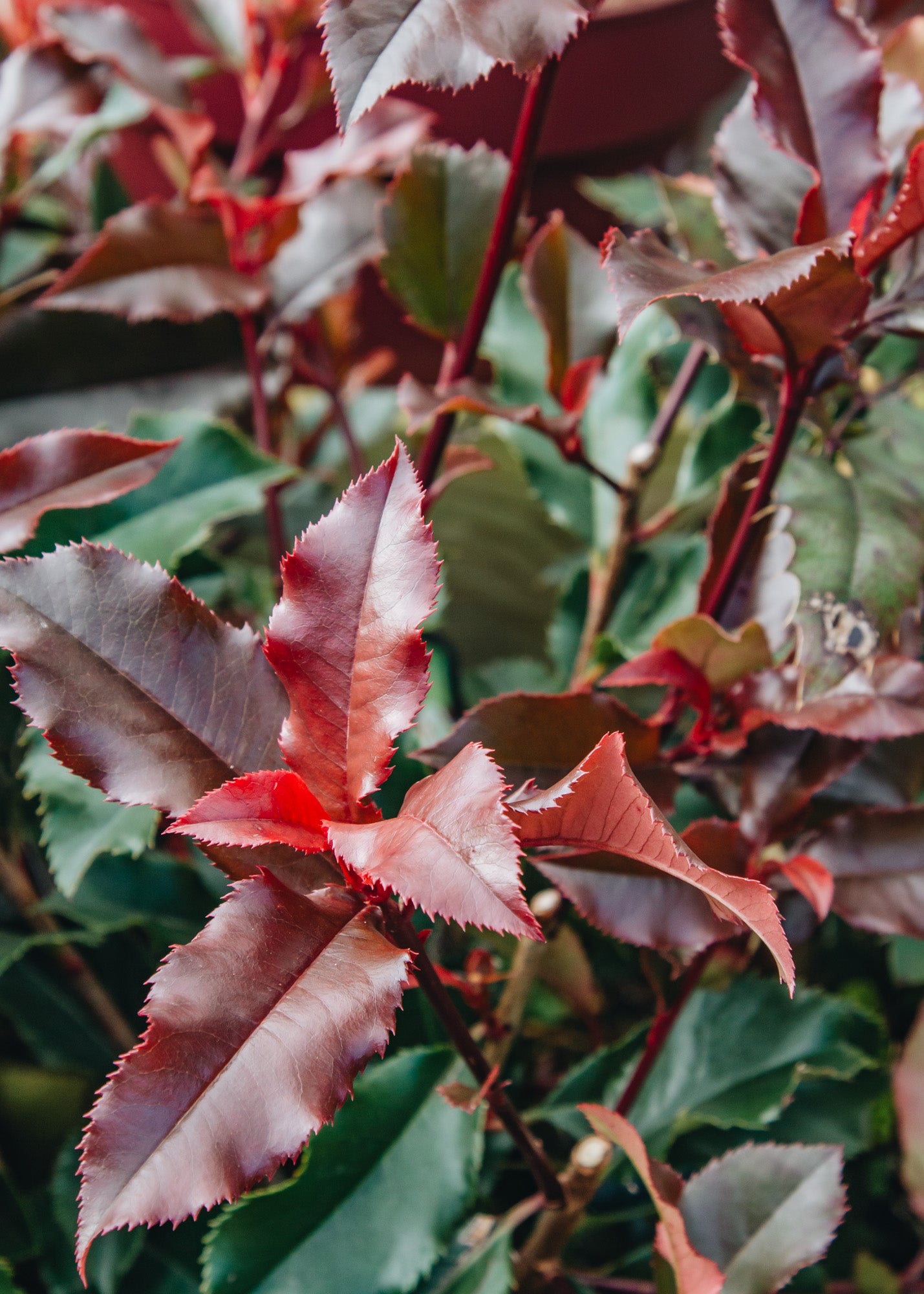 Lonicera Photinia x fraseri Magical Volcano, 3L