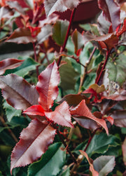 Photinia x fraseri Magical Volcano, 3L