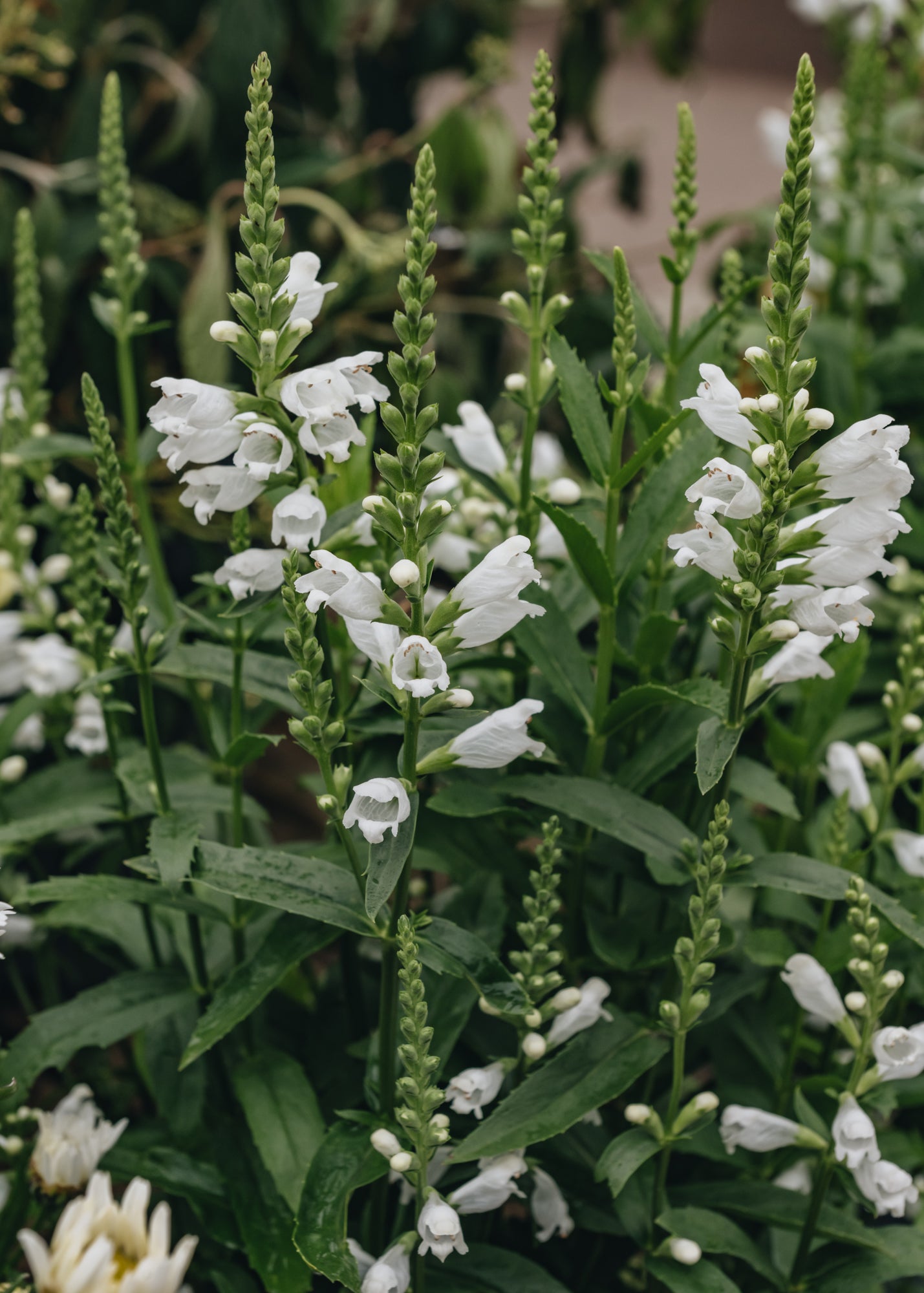 Physostegia virginiana Crystal Peak White 2L