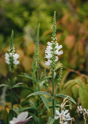 Physostegia virginiana Crystal Peak White 2L