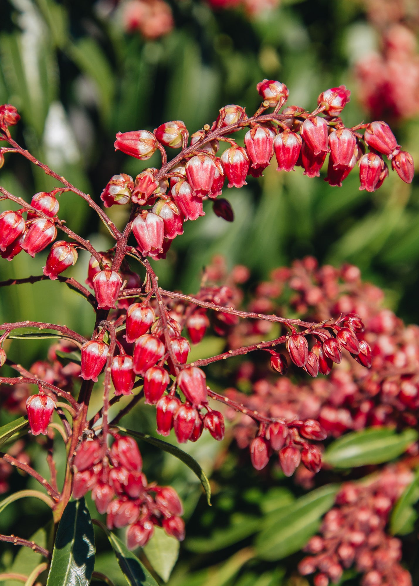 Pieris Pieris japonica Passion