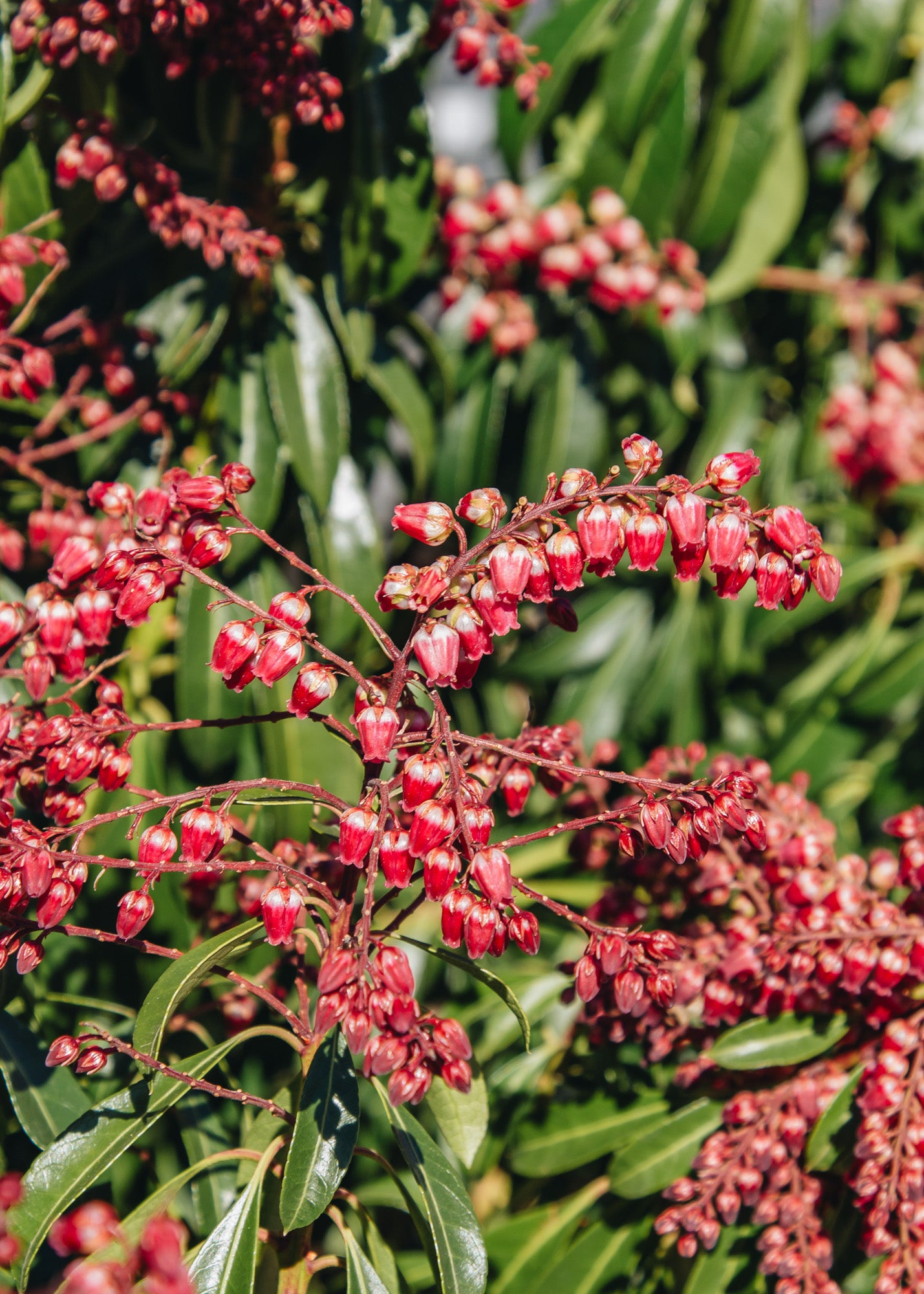 Spiraea Pieris japonica Passion