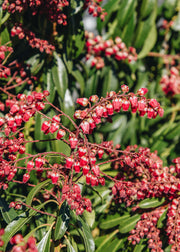 Clematis Pieris japonica Passion