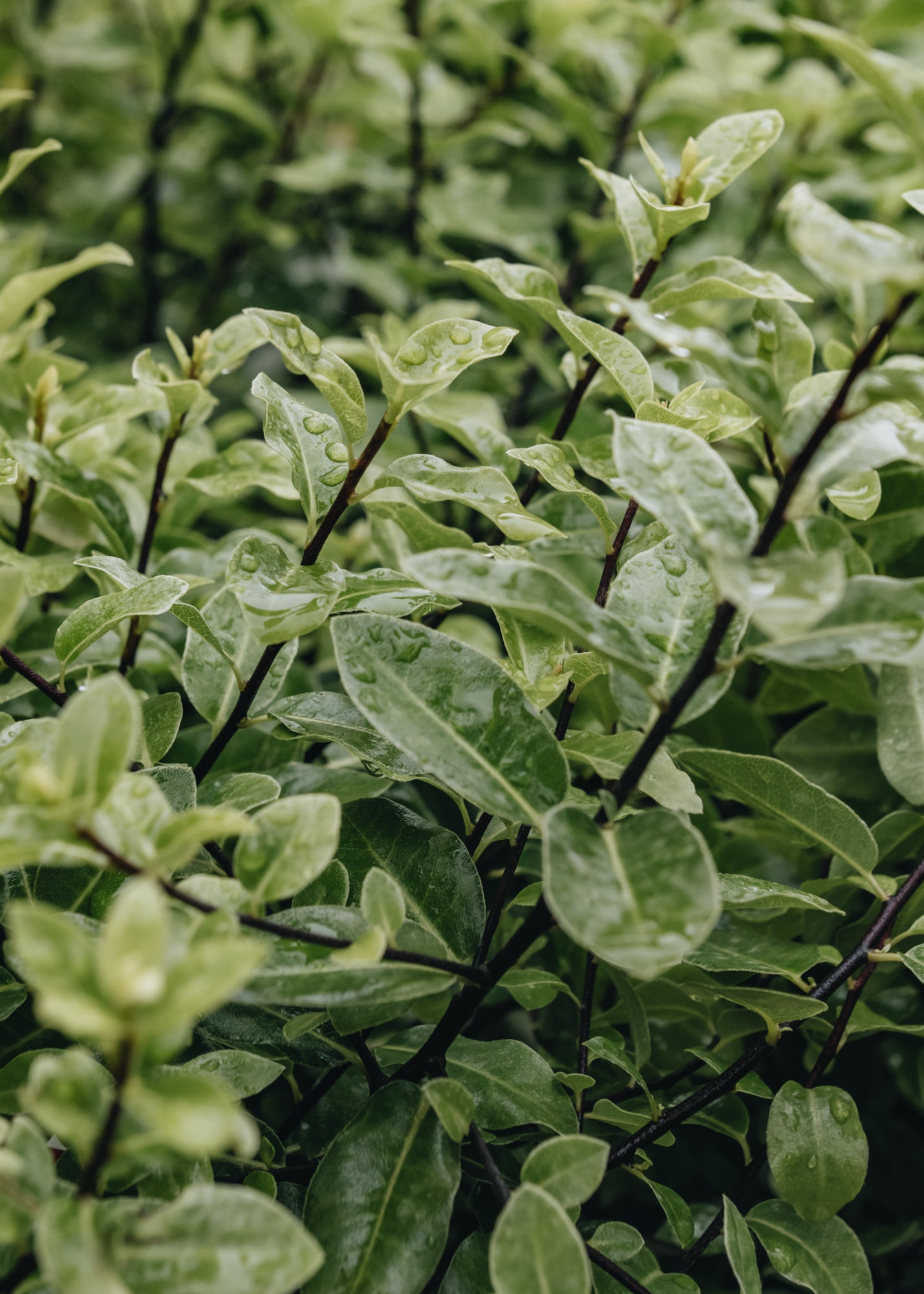 Pittosporum tenuifolium Golf Ball