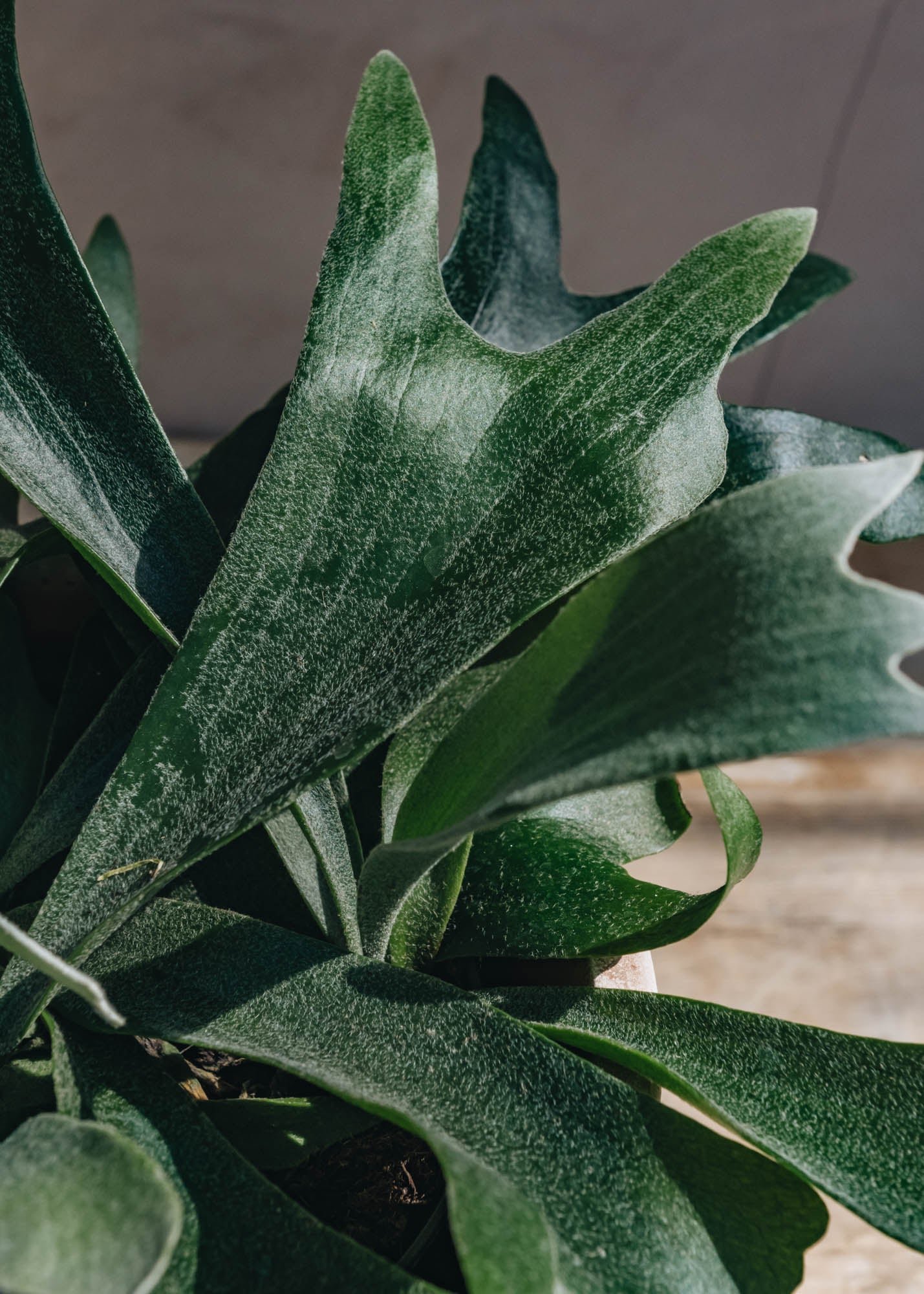 Houseplants Platycerium bifurcatum