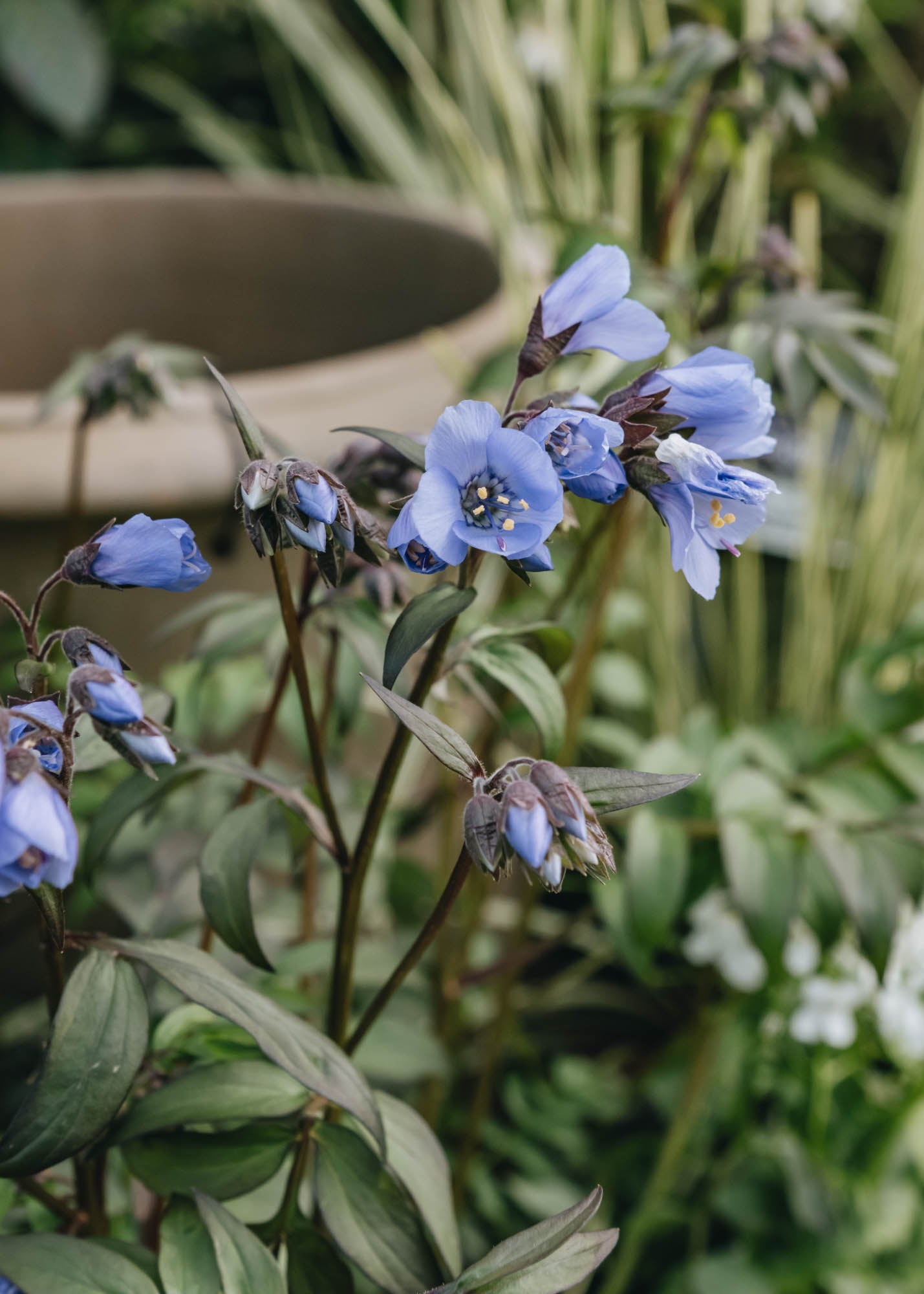 Polemonium Heaven Scent | Burford Garden Co.