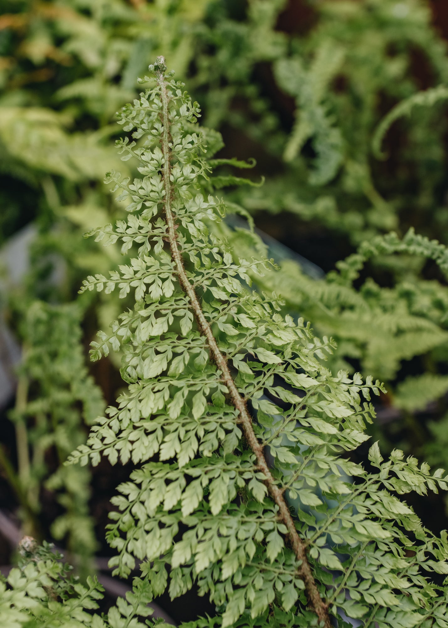 Polystichum Polystichum Herrenhausen