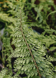 Polystichum Herrenhausen