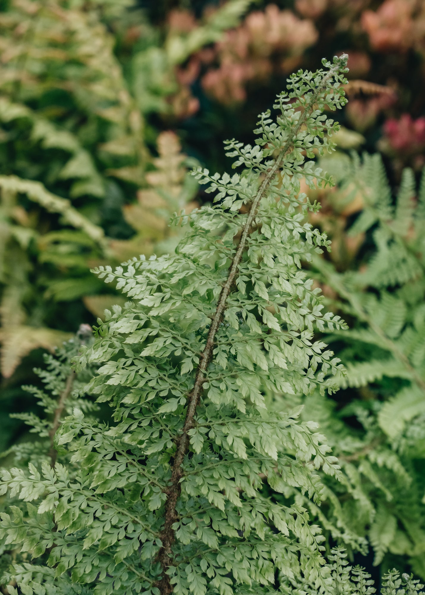 Polystichum Polystichum Herrenhausen