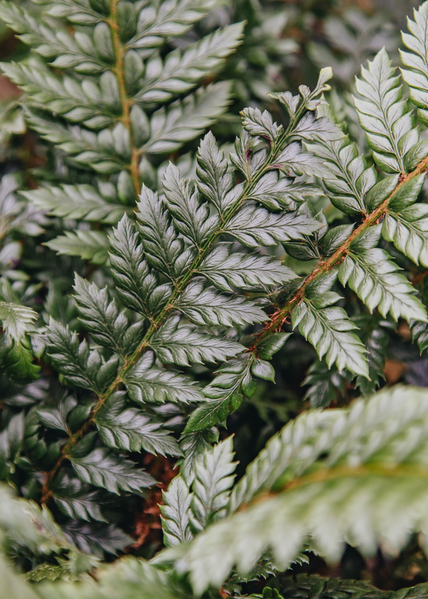 Phillyrea Polystichum Neolobatum, 5L 