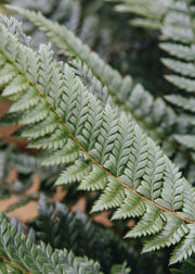 Polystichum Polystichum Neolobatum, 5L 