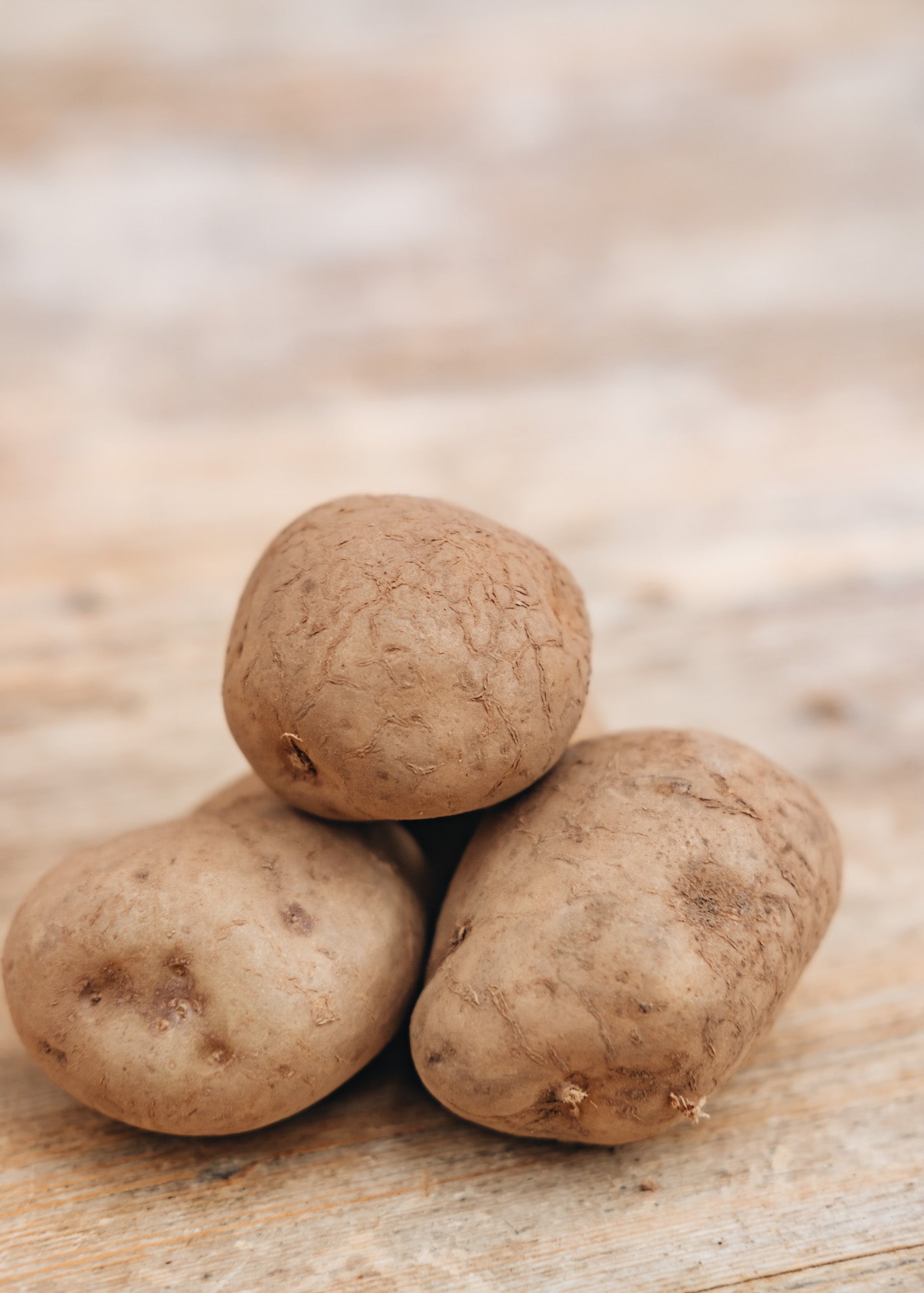 Potato 'Record', 2kg