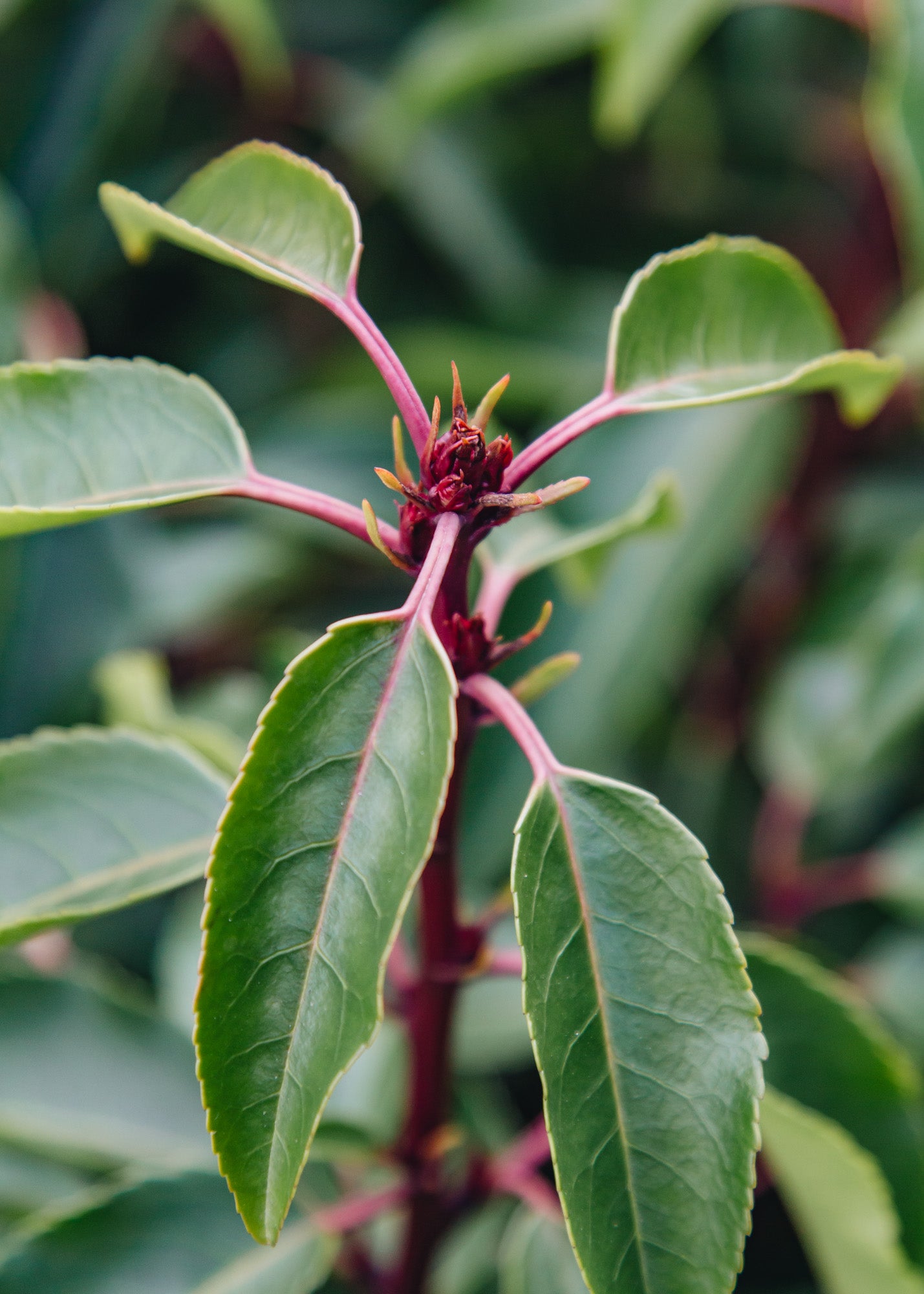 Prunus Prunus lusitanica Myrtifolia, 3L