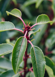 Prunus Prunus lusitanica Myrtifolia, 3L