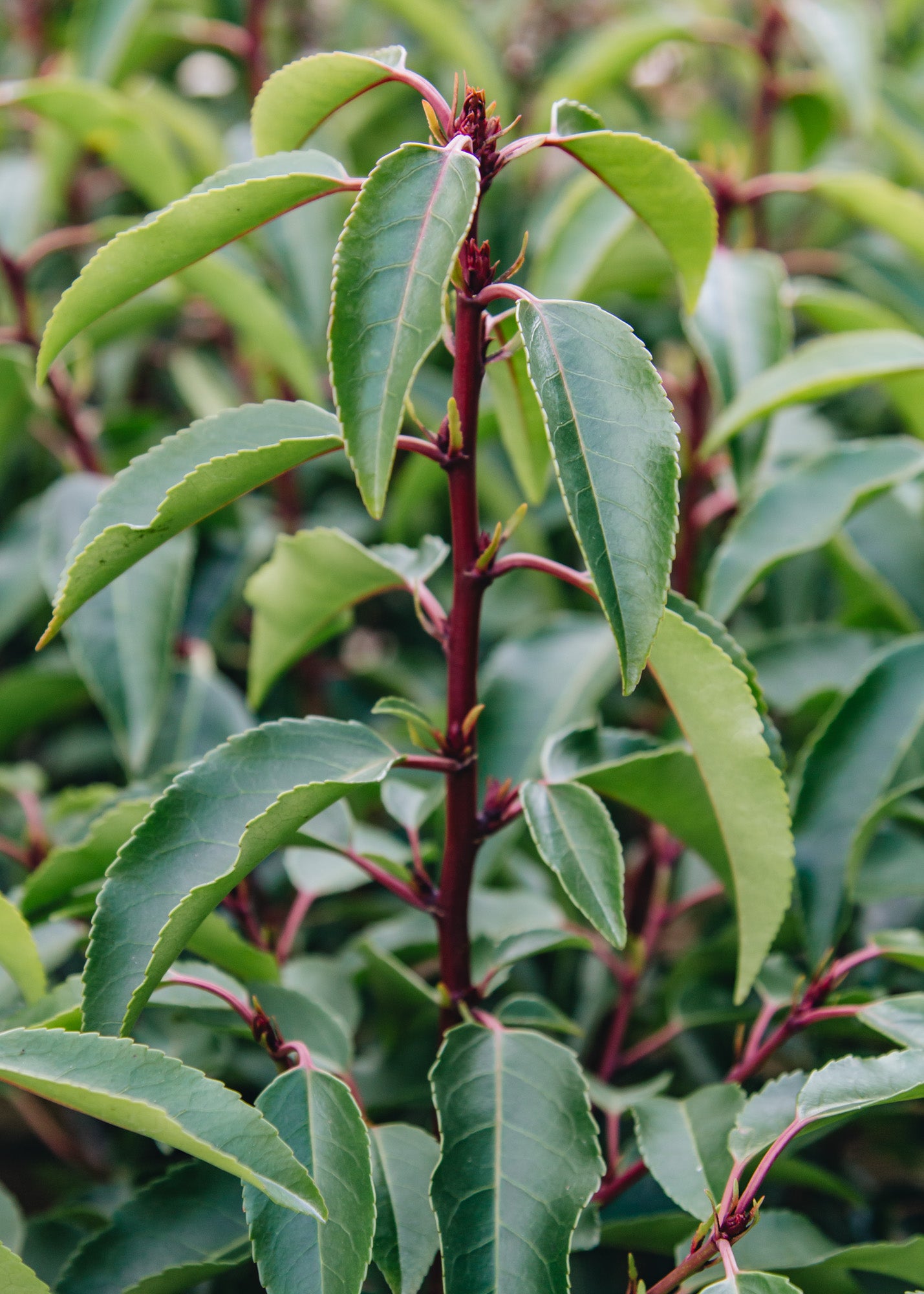 Photinia Prunus lusitanica Myrtifolia, 3L