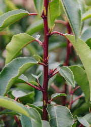 Prunus Prunus lusitanica Myrtifolia, 3L