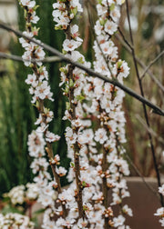 Prunus tomentosa