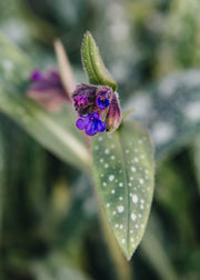 Pulmonaria Pulmonaria Miss Elly, 2L