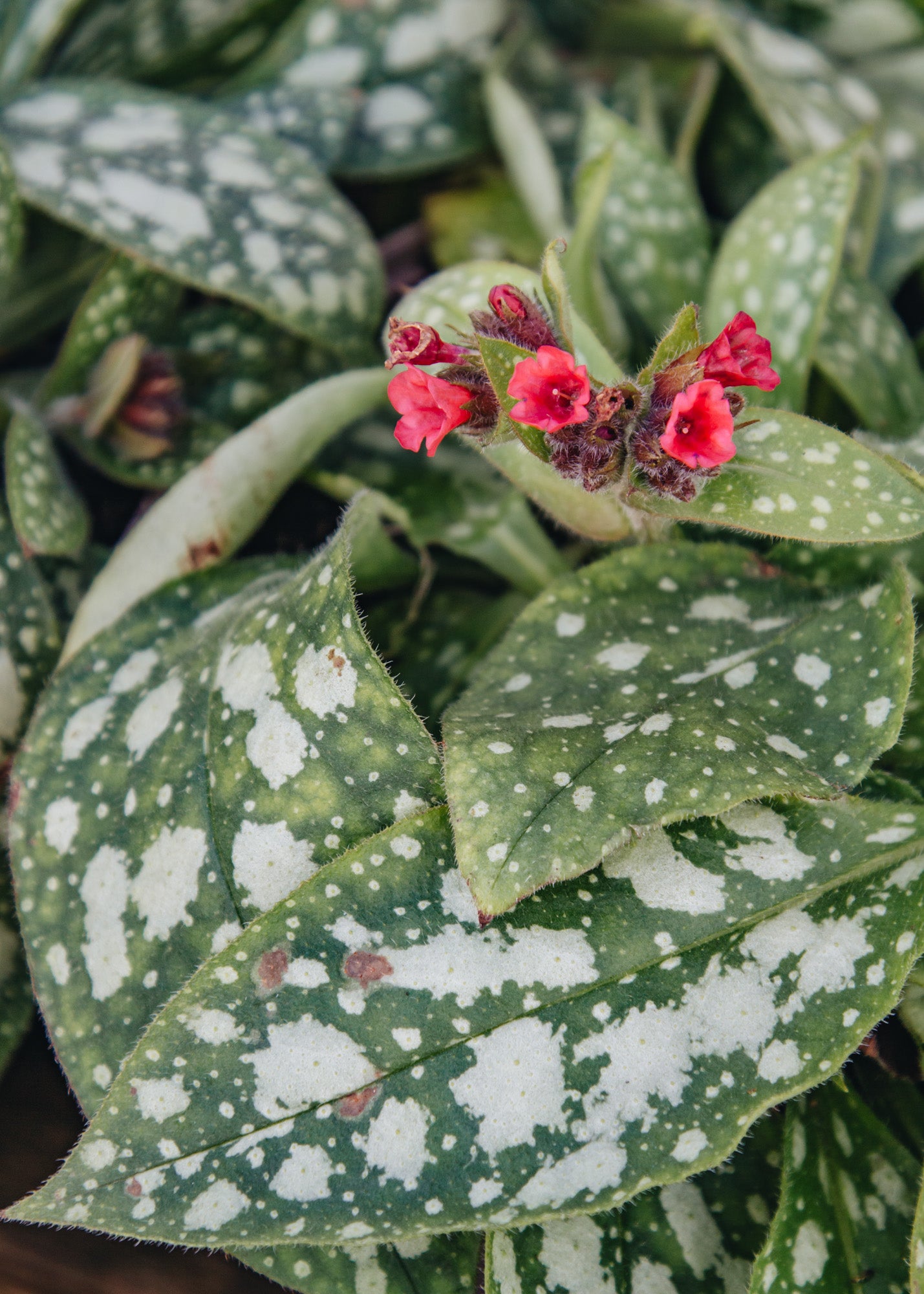 Pulmonaria Pulmonaria Shrimps On The Barbie, 2L