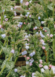 Pulmonaria Twinkle Toes