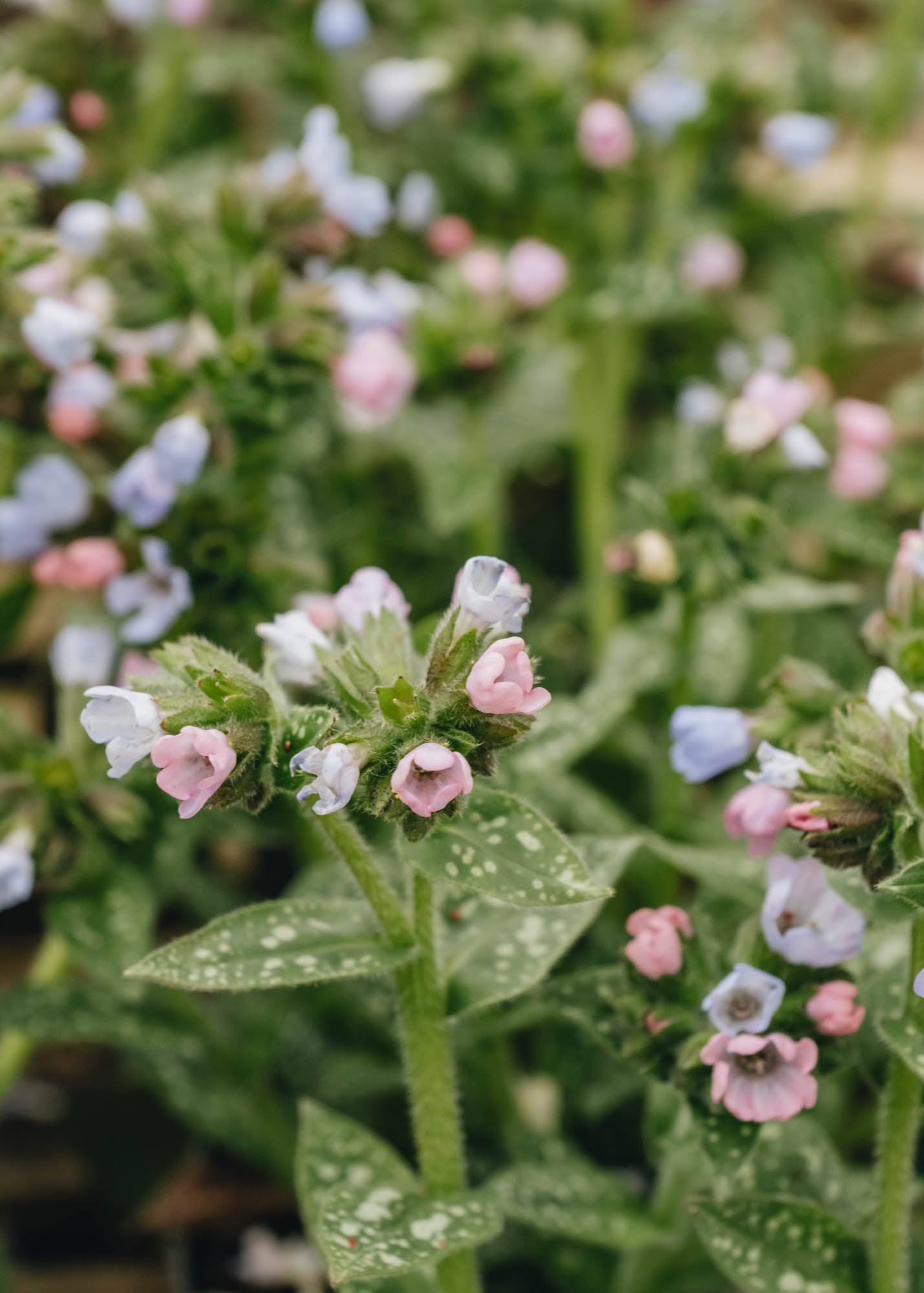 Pulmonaria Twinkle Toes