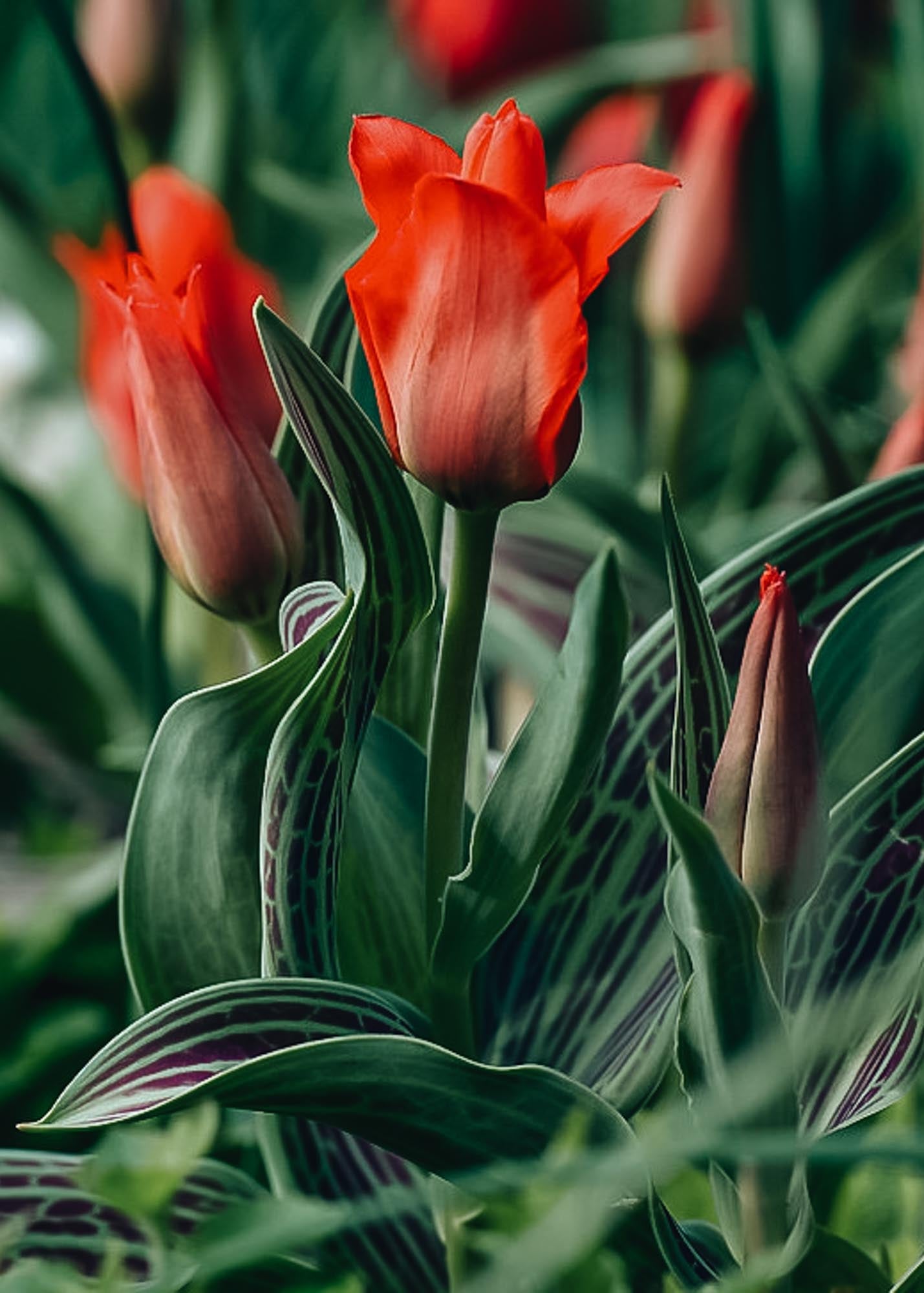 Tulipa Red Riding Hood Bulbs