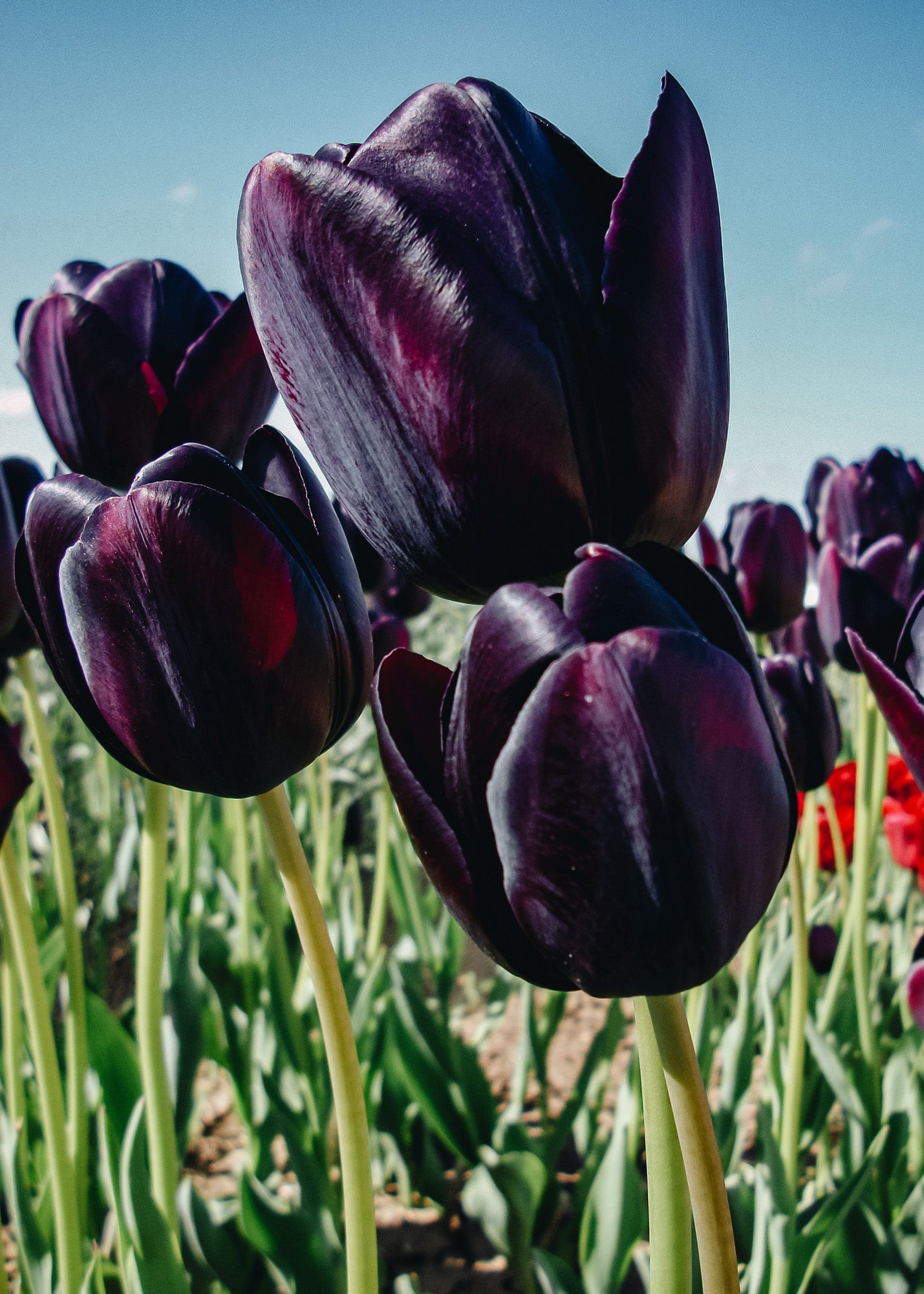 Tulipa Ronaldo Bulbs