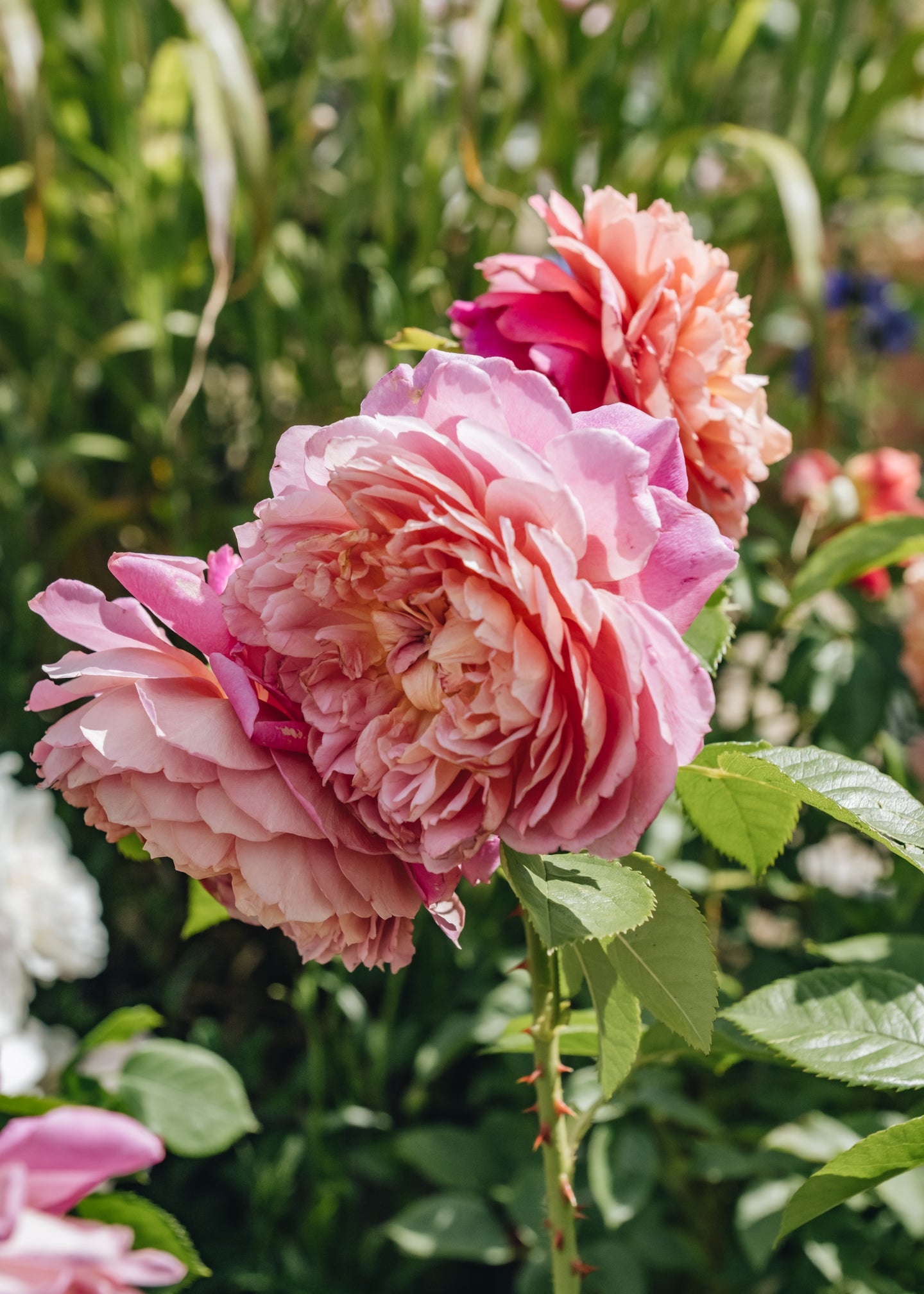 David Austin Roses Rosa Emma Bridgewater™