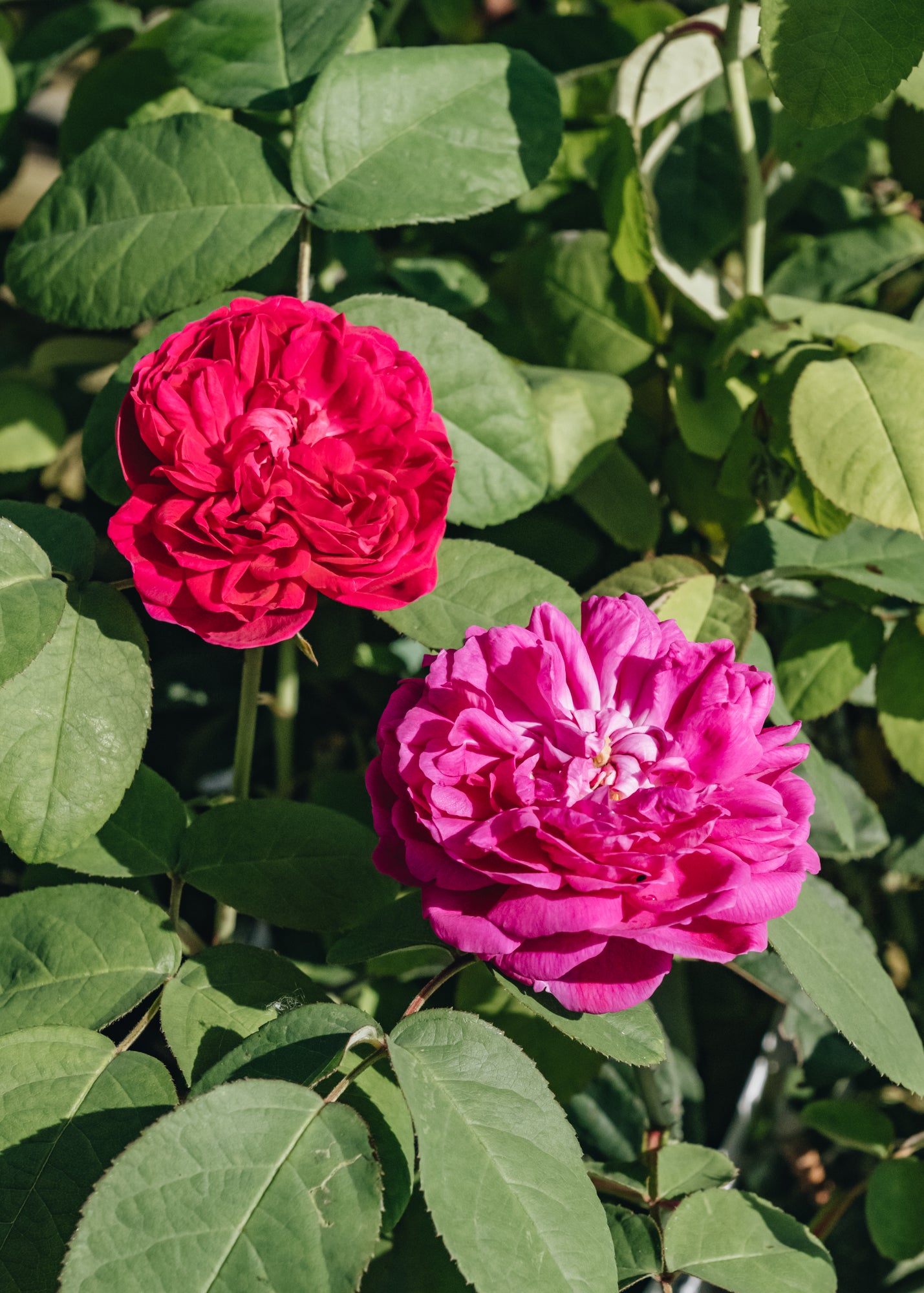 David Austin Roses Rosa De Rêscht