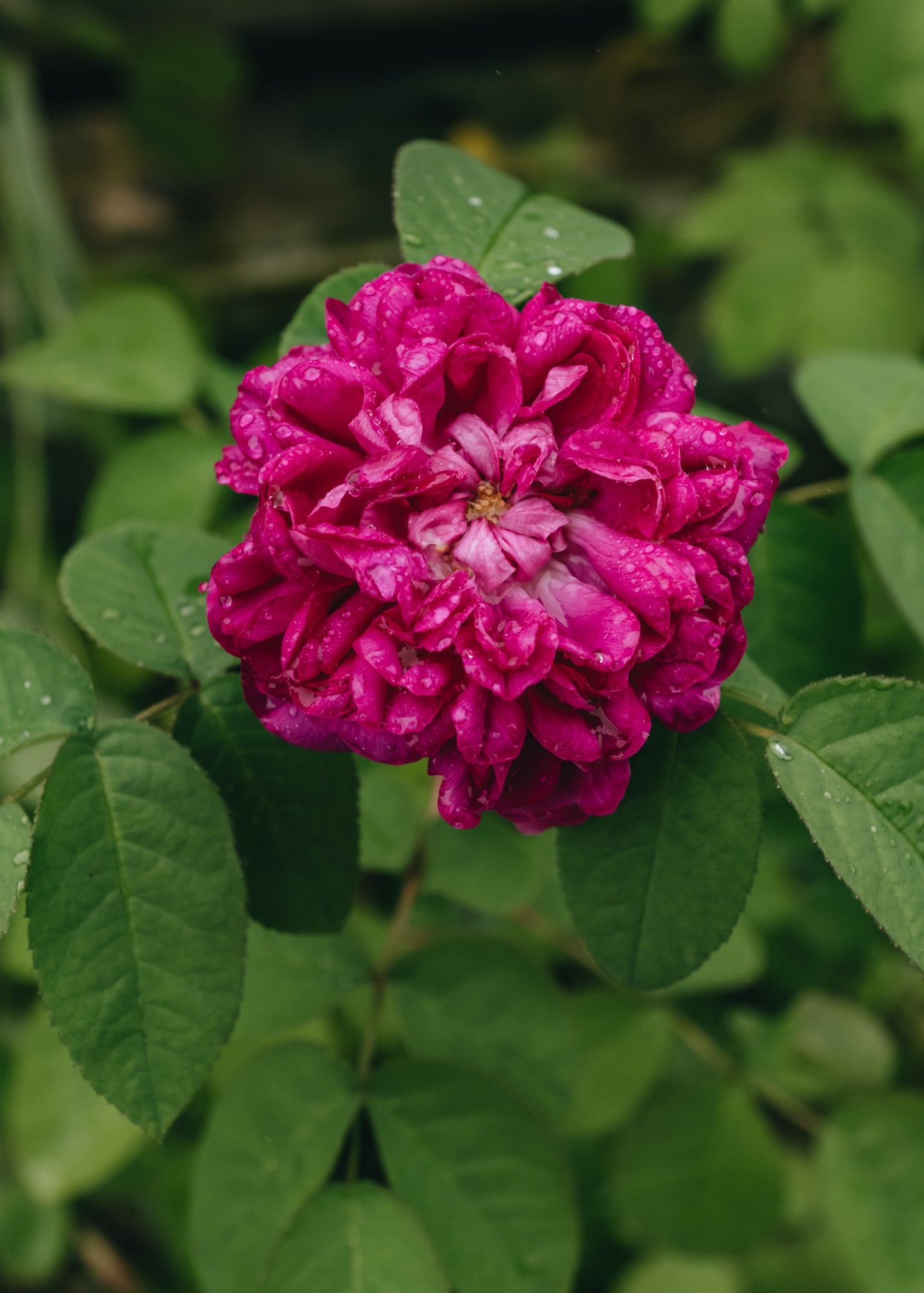 David Austin Roses Rosa De Rêscht