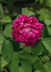 Rosa De Rêscht