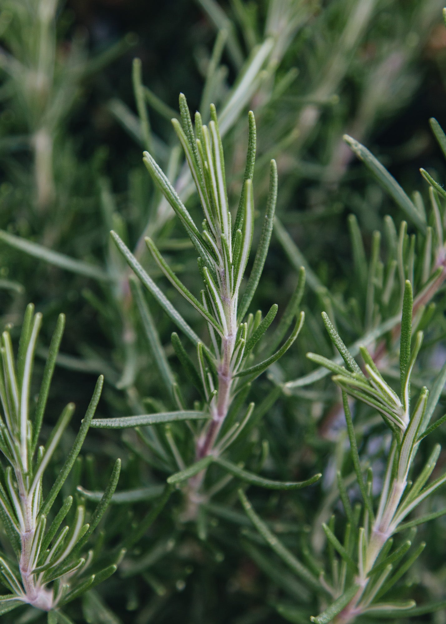 Cytisus Rosmarinus officinalis Green Ginger, 3L