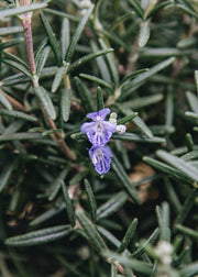 Rosemary Rosmarinus Officinalis Blue Lagoon, 3L 